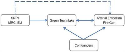 Genetically predicted green tea intake and the risk of arterial embolism and thrombosis